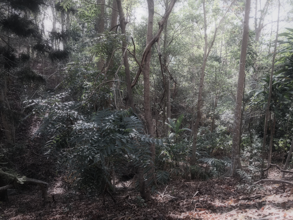 Ghost of a once lush forest - ©Bard 2019